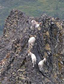 Moon Lake Outfitters - British Columbia