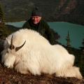 Mountain Goat           Hunts       