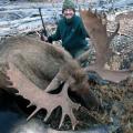 Canada Moose Hunts