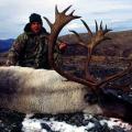 Mountain Caribou Hunts