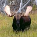 Canada Moose Hunts