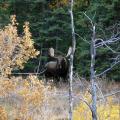 Canada Moose Hunts