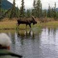 Canada Moose Hunts