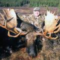 Canada Moose Hunts