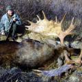 Canada Moose Hunts