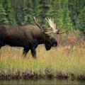 Canada Moose Hunts